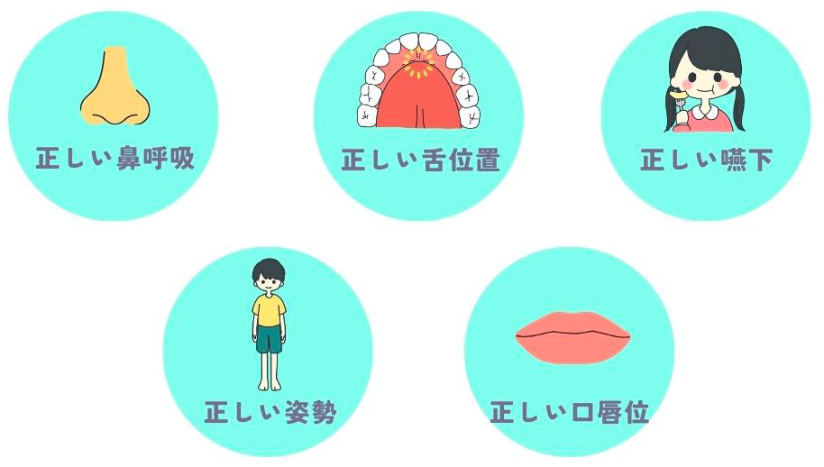 正しい鼻呼吸・正しい舌位置・正しい嚥下・正しい姿勢・正しい口唇位